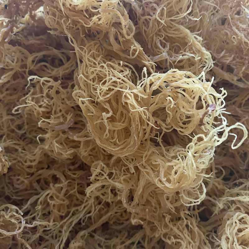 Raw Sea Moss (Gold, Purple, Blue/Green)